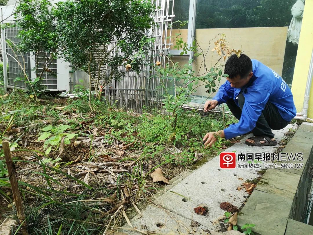 南宁两小区抓到30多条蛇,最长的比成年人还高 (4)