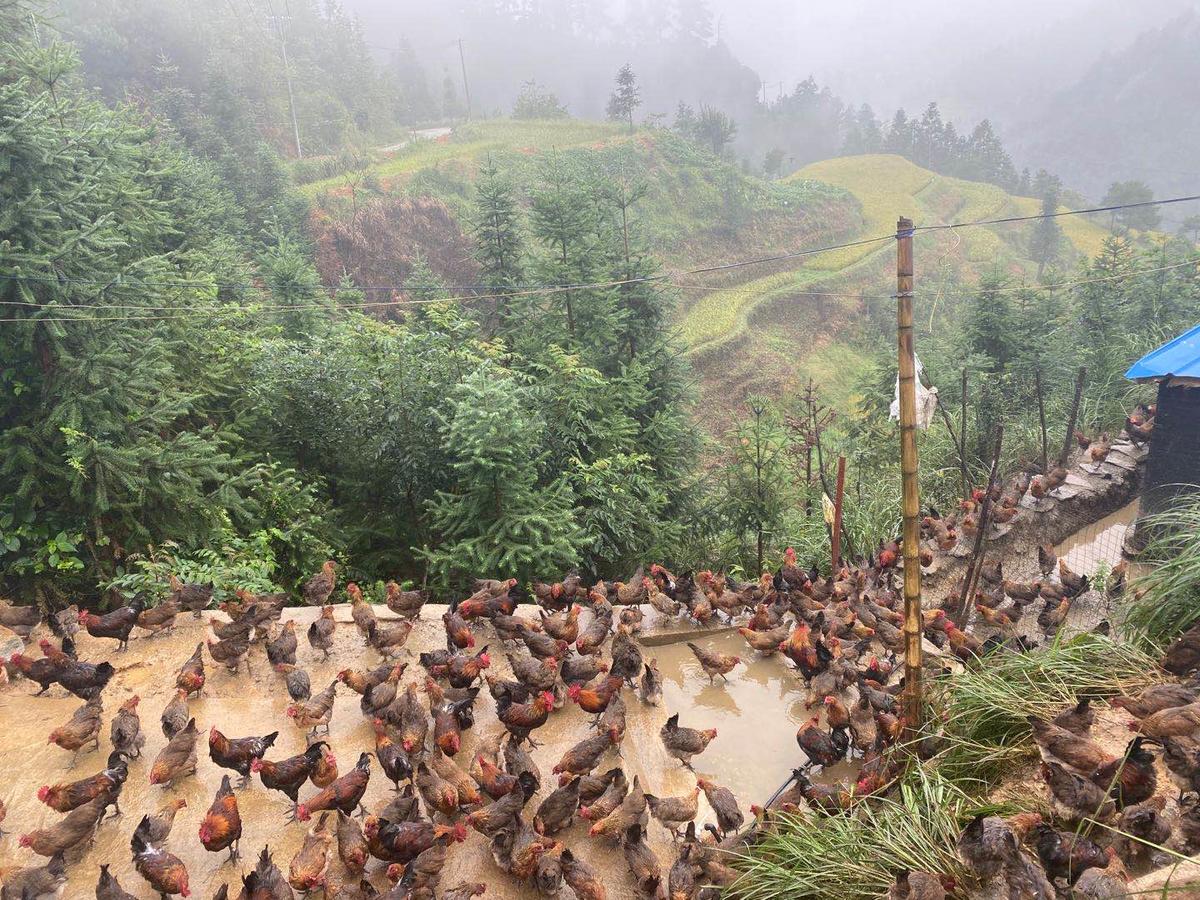 标准化生产,规模化经营,降低贫困户市场风险