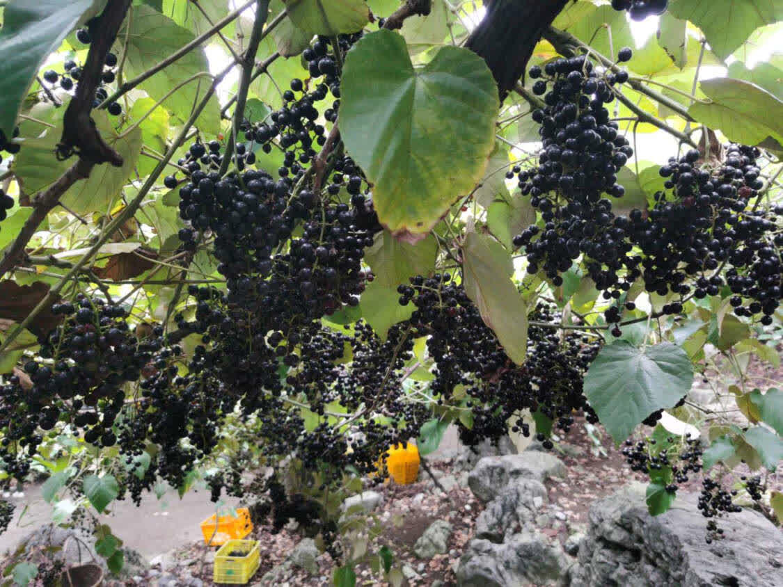 行走脱贫攻坚52县|广西罗城:毛葡萄酿出幸福美酒