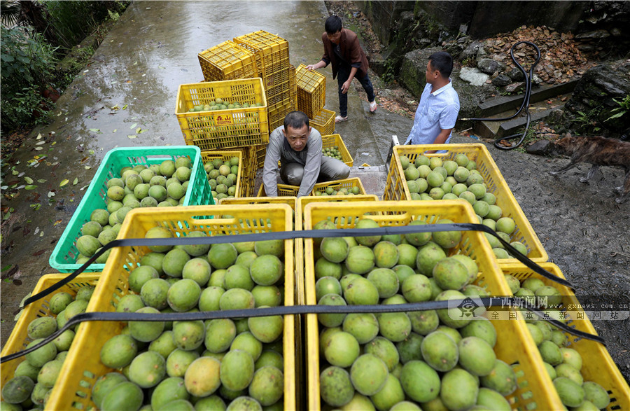 广西三江:罗汉果成瑶乡脱贫"致富果"(组图) (4/6)