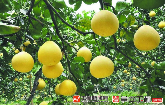 首批广西桂字号区域公用品牌名单公示