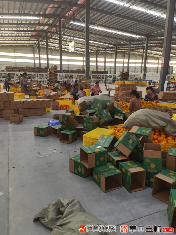 北流水果电商各大发货仓一片繁忙.