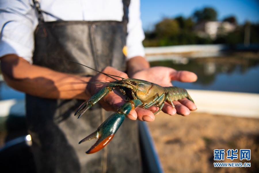 湖南浏阳:澳洲淡水龙虾养殖助增收 (4)