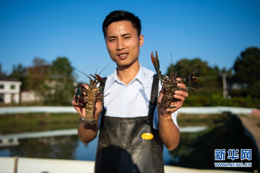 湖南浏阳:澳洲淡水龙虾养殖助增收