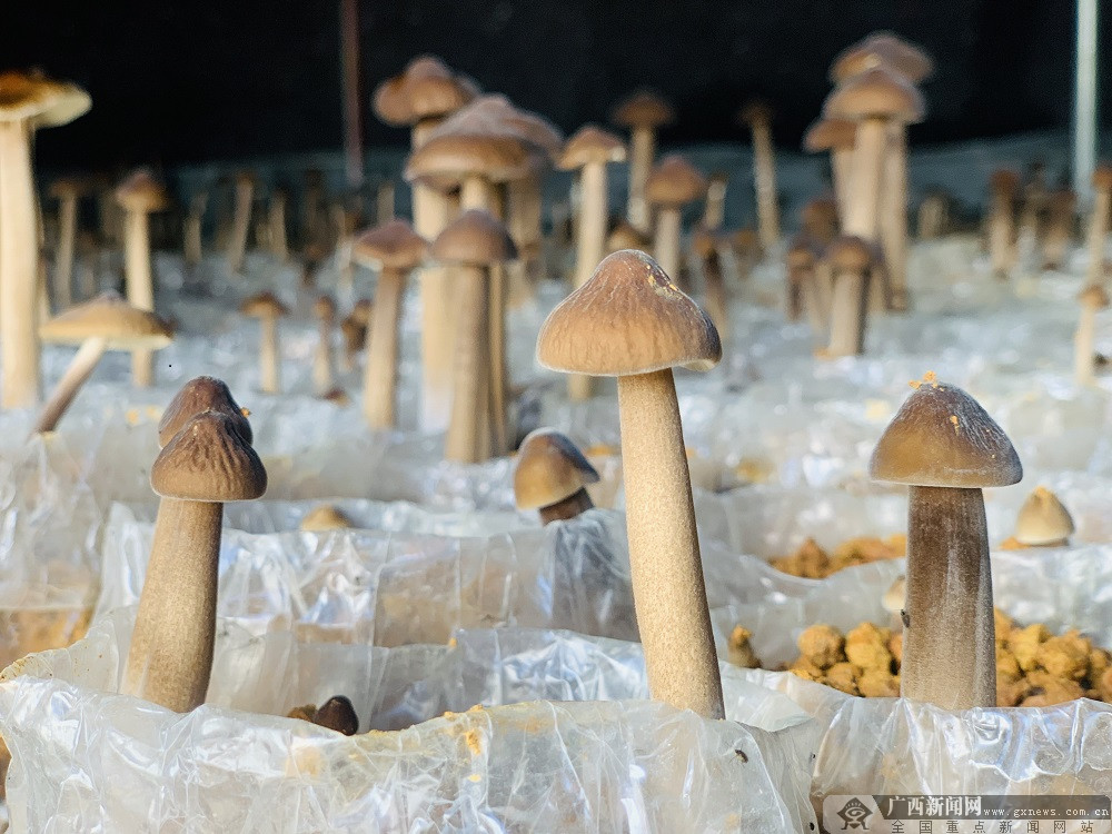 柳城县:工厂化栽培小蘑菇 农民脱贫走上致富路 (2/3)