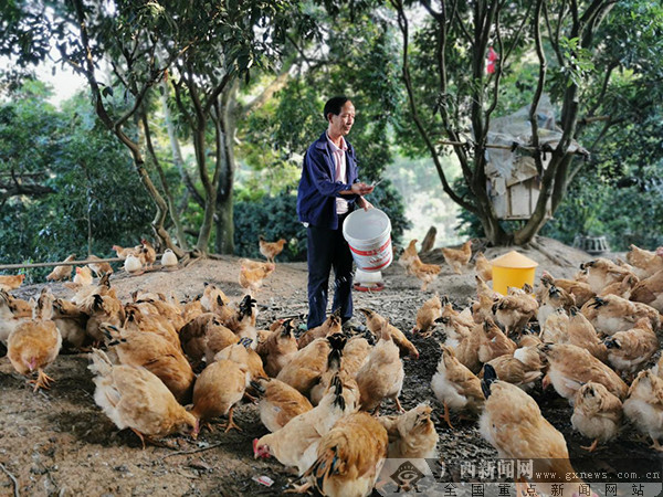 吴承良正在养鸡场喂鸡.广西新闻网通讯员 王振钊 摄