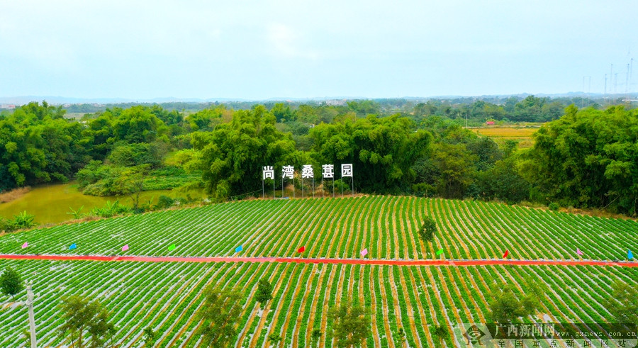 美丽南方草莓园图片