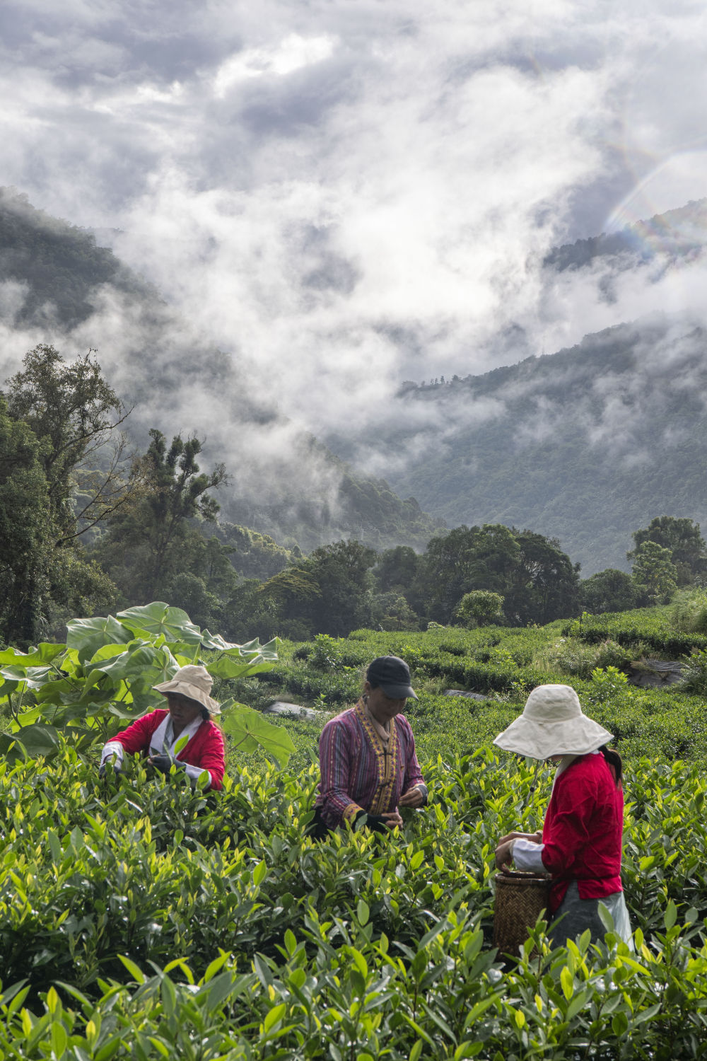 西藏林芝市墨脱县茶农在茶园采茶. 新华社记者孙非 摄