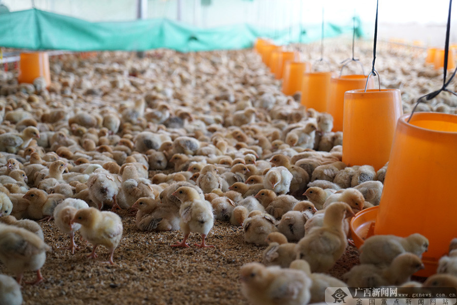 广西富川:电力强支撑 扶贫鸡场乐声起