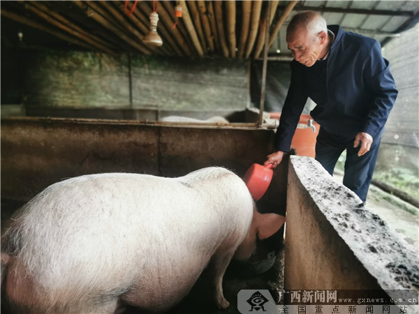 莫其明正在猪圈喂养母猪.广西新闻网通讯员 张洤伟 摄