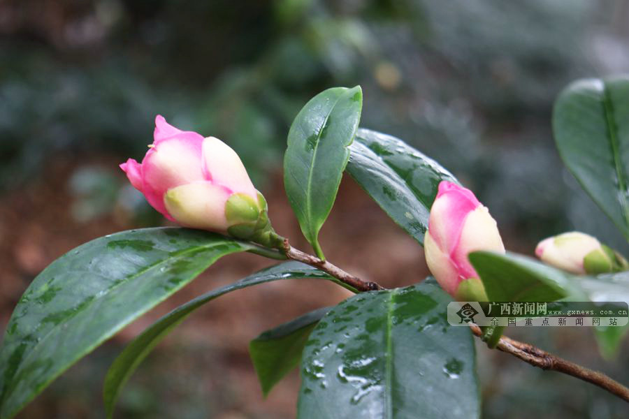 南宁耐寒茶花展颜开百朵千枝竞冬来组图