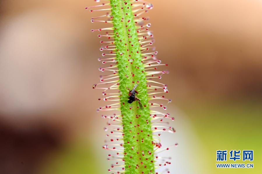 1月16日,在上海辰山植物园拍摄的帝王茅膏菜捕食昆虫.
