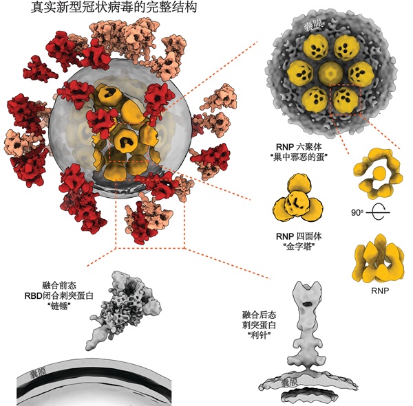 灭活新冠病毒全病毒三维精细结构(李赛实验室供图)