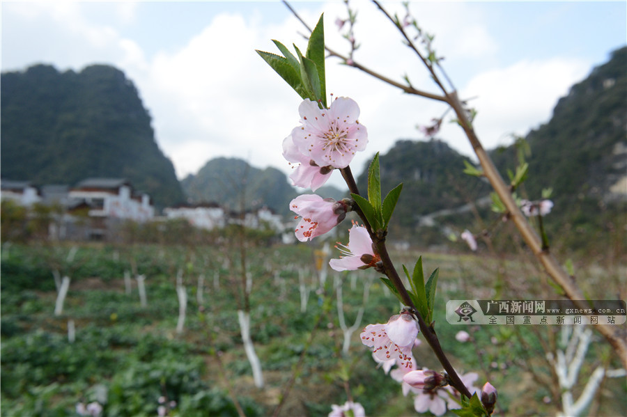 高清图集美美美广西这个地方的桃花李花开了77