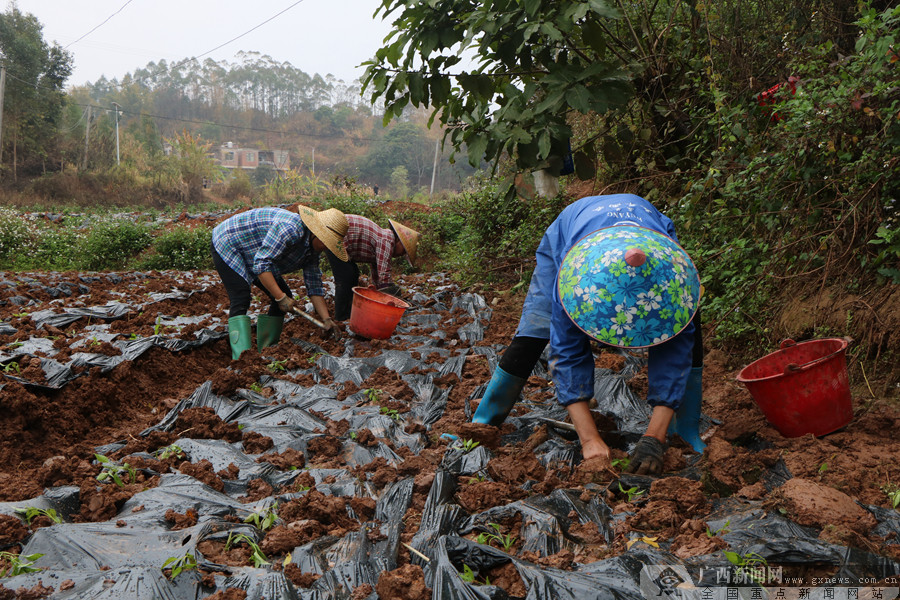 南宁市邕宁区:种植辣椒小产业 富民增收好门路