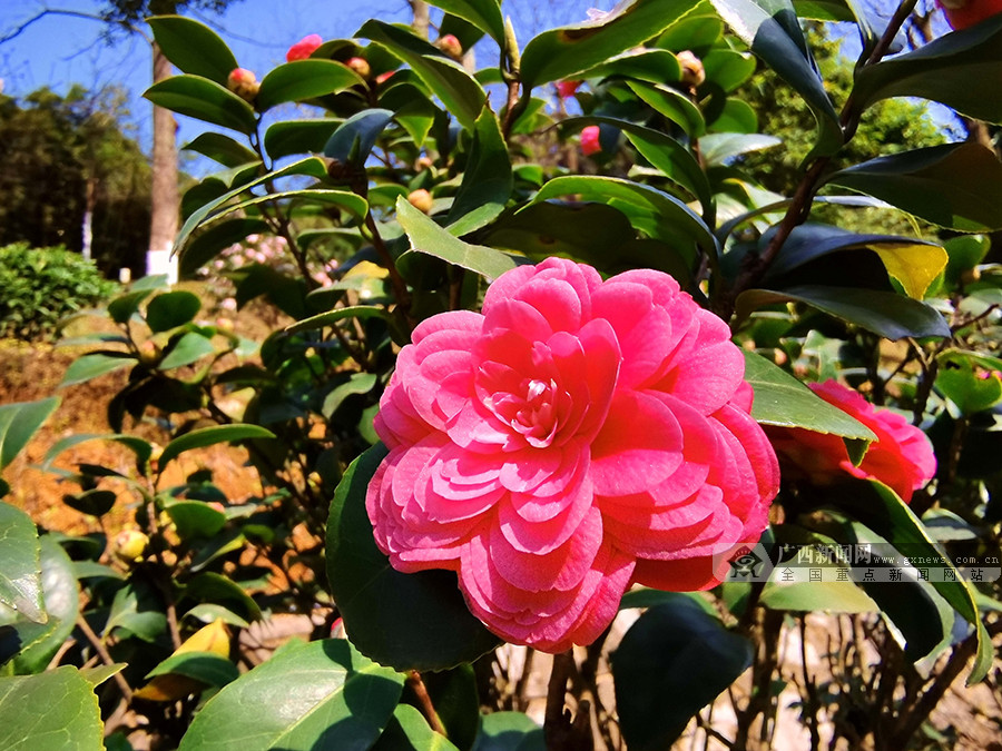 图为河池市金城江公园盛开的茶花.广西新闻网通讯员 高东风 摄
