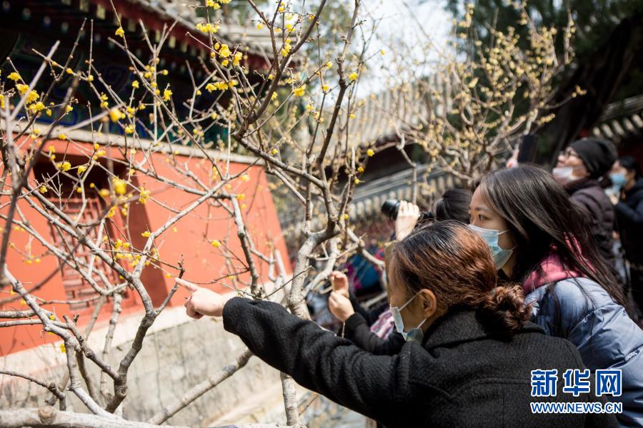 2月27日,游人在北京卧佛寺观赏腊梅.新华社记者 李京 摄