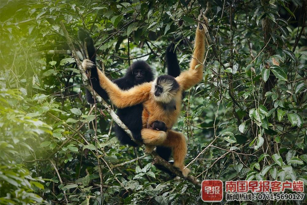 曾被宣布灭绝的东黑冠长臂猿 在广西这地方发现踪迹 (6)