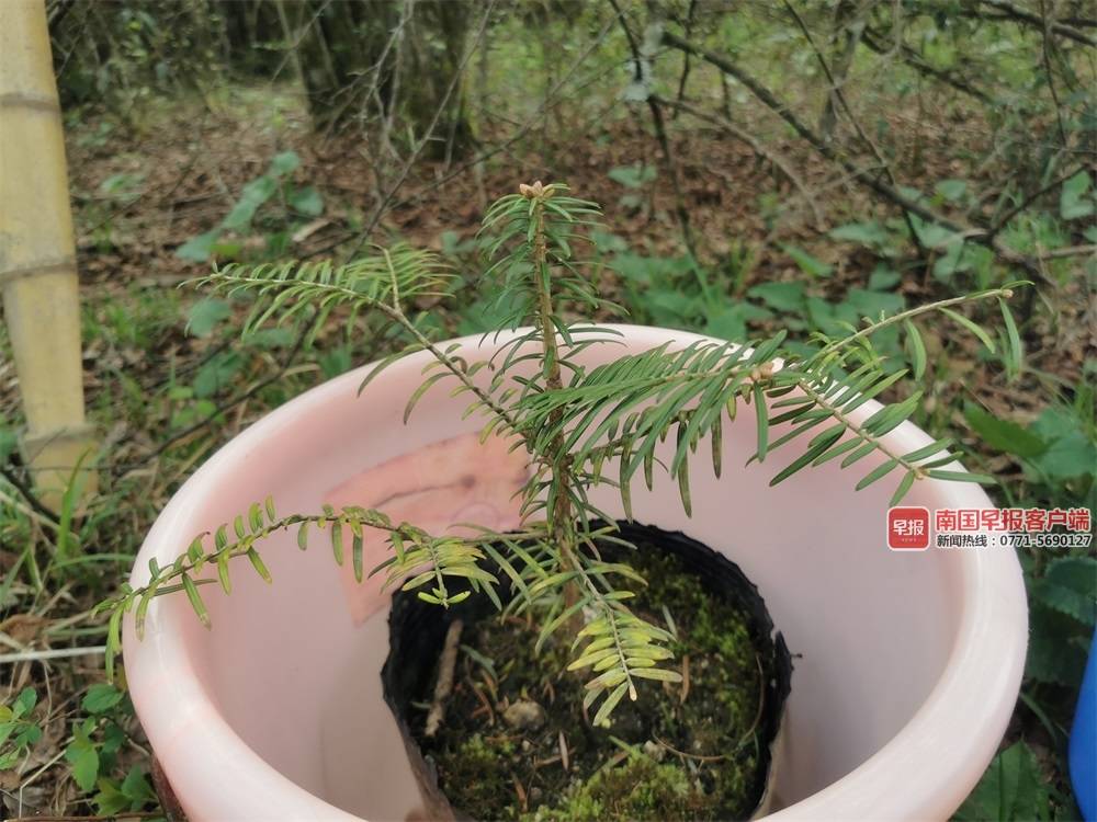 资源濒危植物活化石冷杉首次实现野外回归种植