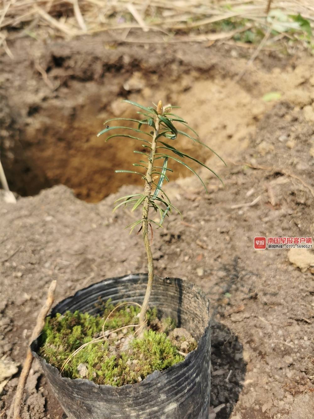 资源濒危植物活化石冷杉首次实现野外回归种植 (5)