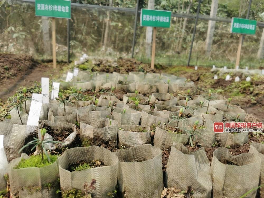 广西植物研究所培育的资源冷杉幼苗.