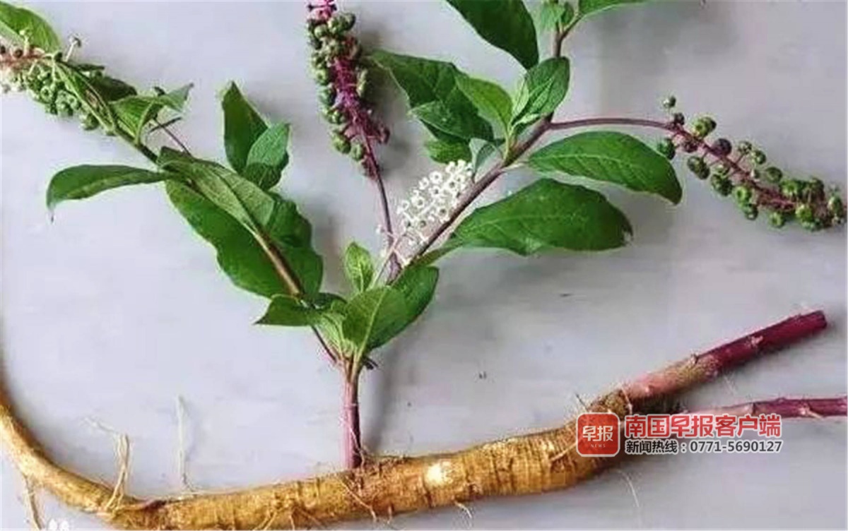 商陆.自治区疾控中心供图