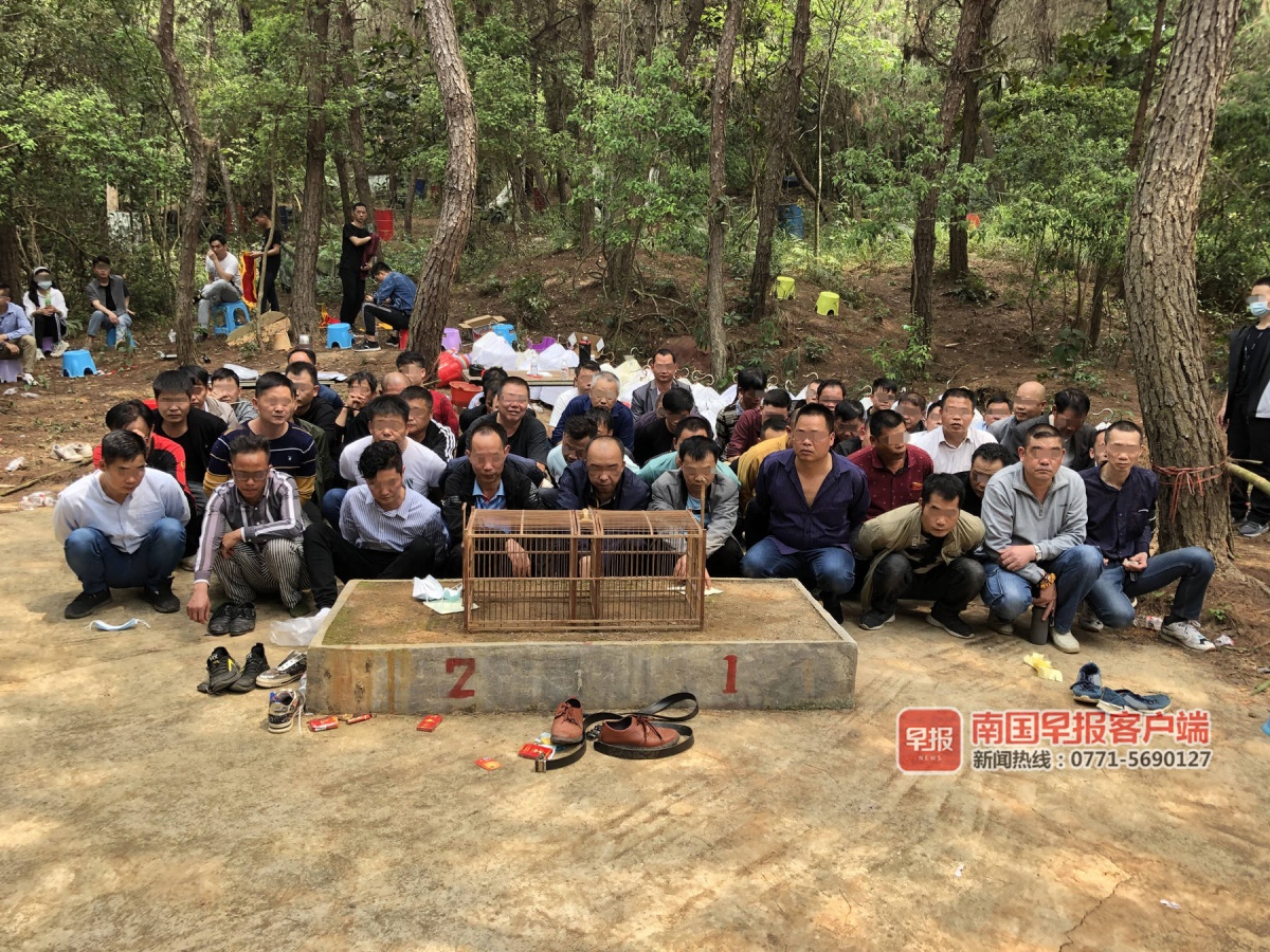 新闻中心 全媒体播报·要闻 > 正文解救画眉鸟,抓获参赌者55人 黄宁康