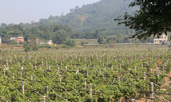 30秒看广西丨全州县才湾镇毛竹山村生态村致富村