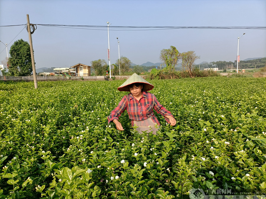 花农忙着采摘茉莉花 广西新闻网通讯员 陈秋月/摄