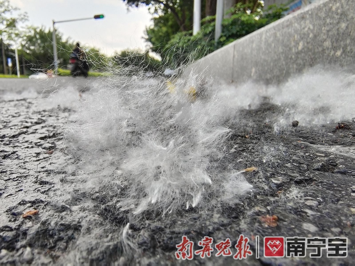 南宁满城飞絮 是浪漫的"邂逅"还是可怕的"际遇"?-广西新闻网