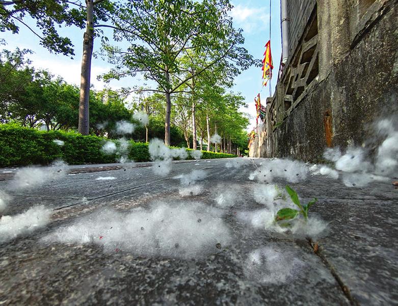 飞絮满天飞图片