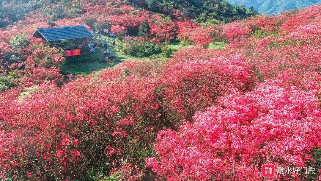 杜鹃花花期(杜鹃花花期可以施肥吗)