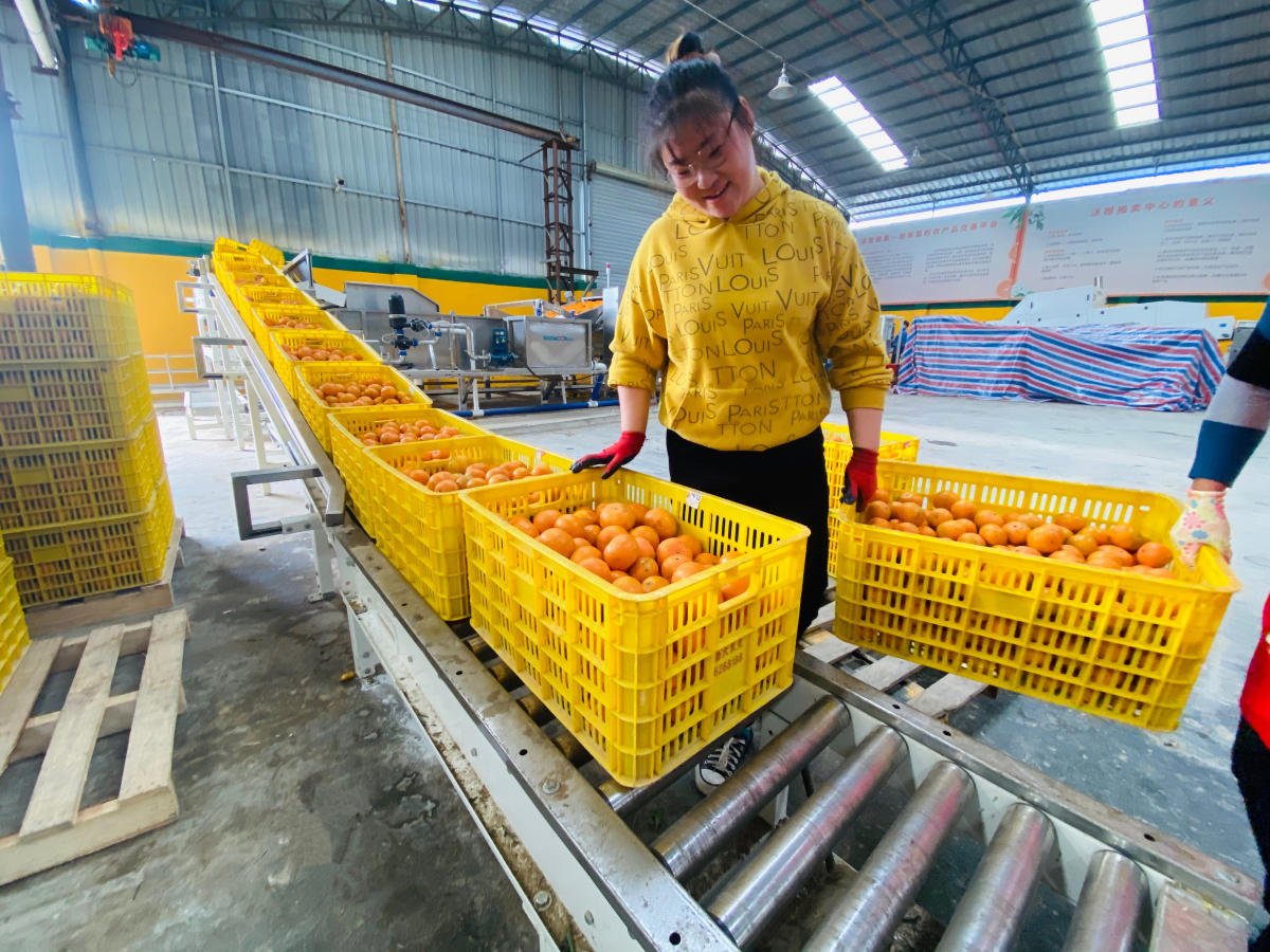 壮乡幸福果热销全国美团优选将助力更多广西好嘢触网