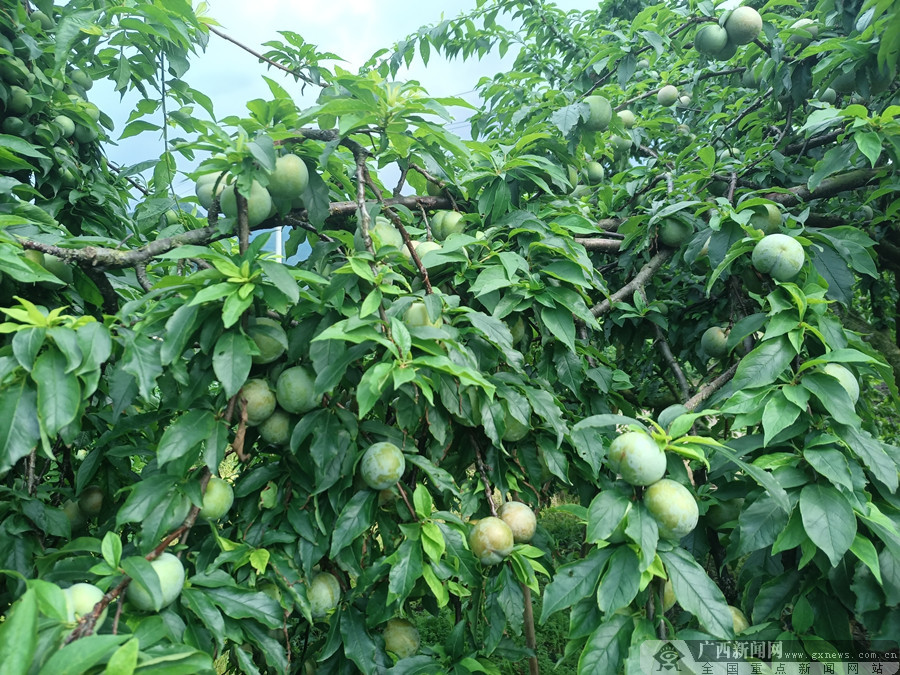 成熟待收的李子.广西新闻网通讯员 李茂香 摄