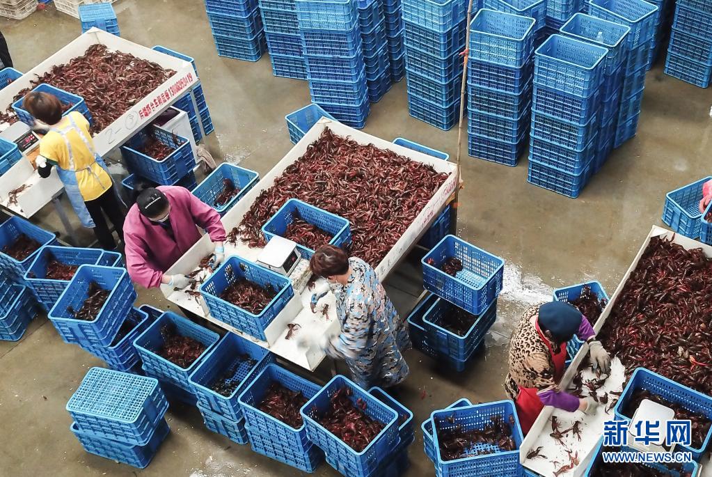 湖北潜江:小龙虾 大产业