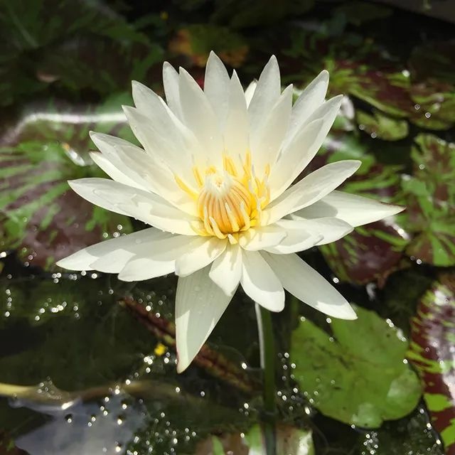 并蒂莲,又称   瑞莲 "" 合欢莲 ",是荷花中的珍品.