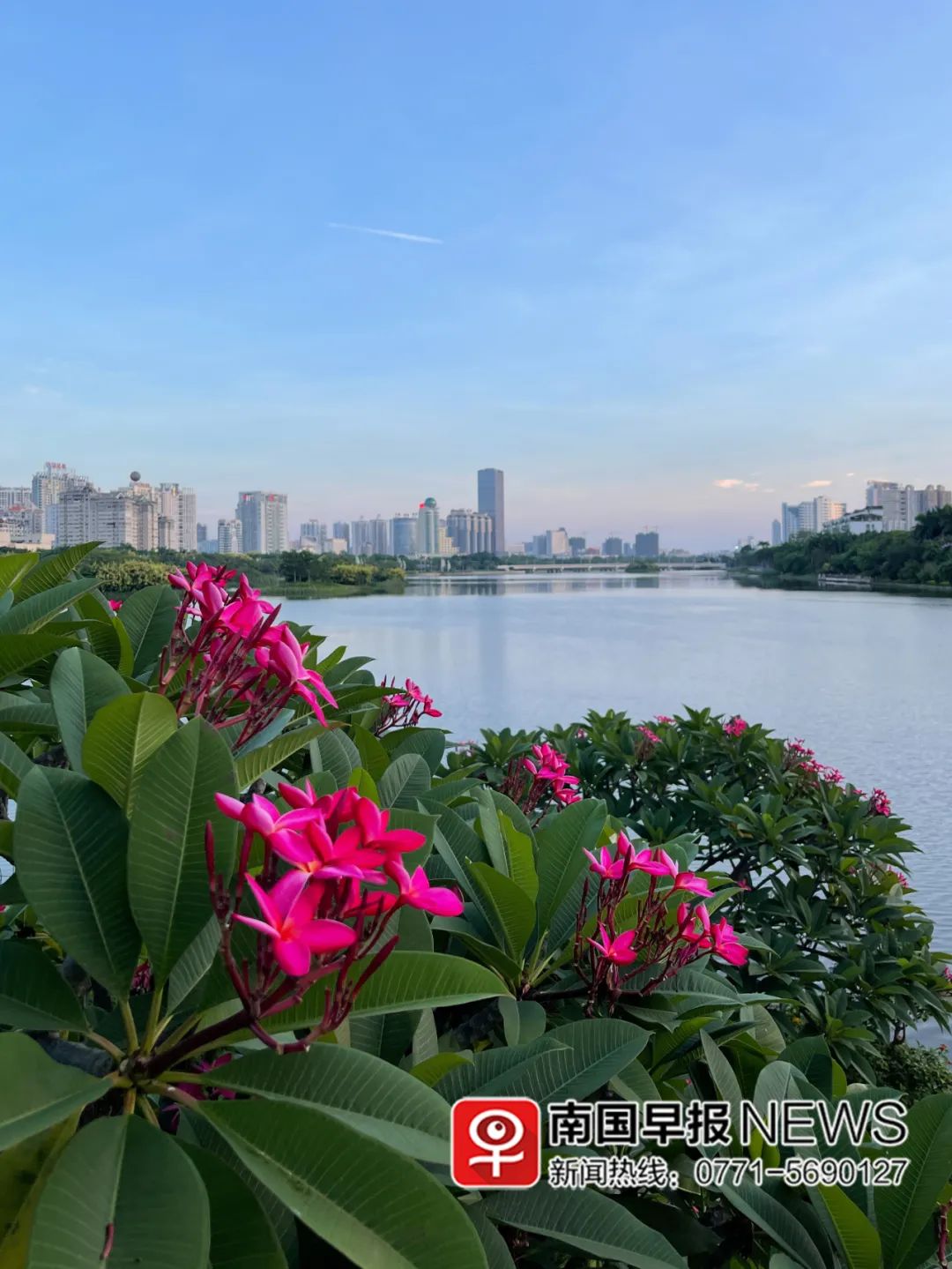 炎炎夏日,各种鲜花扮靓南宁!引众多市民赏花拍照