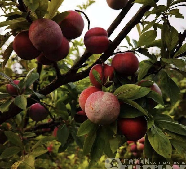 灌阳县文市镇联合村的苹果李迎来了成熟采摘期.