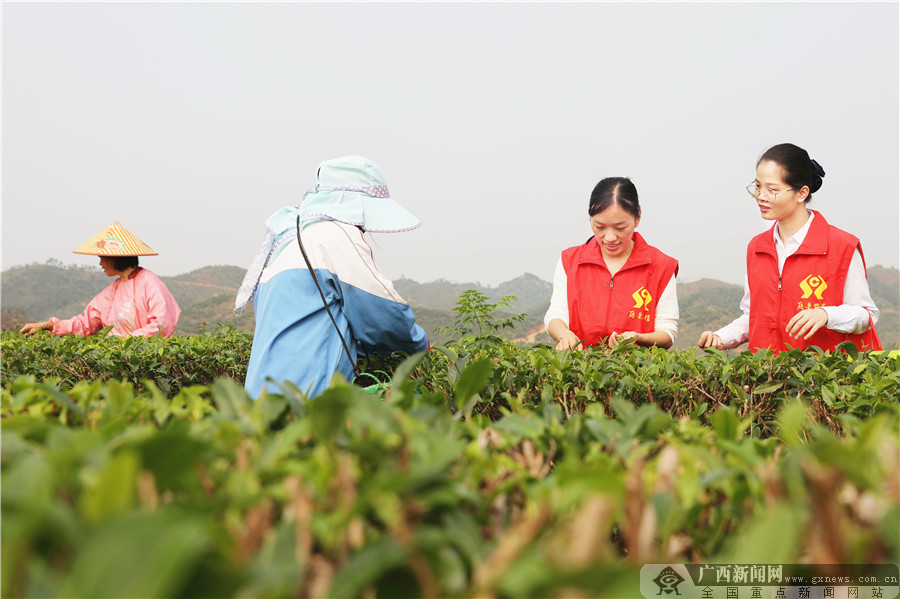 藤县农信社荣获"全市脱贫攻坚先进集体"称号|手机广西网