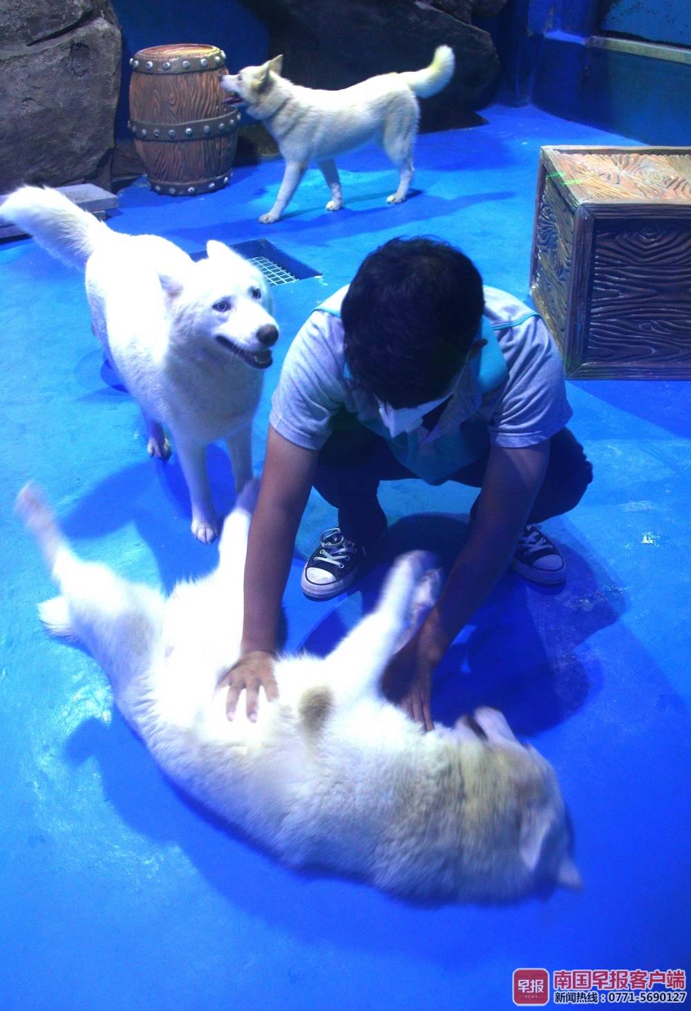 炎炎夏季 极地动物驯养师"清凉世界"照顾冰原来客 (3)