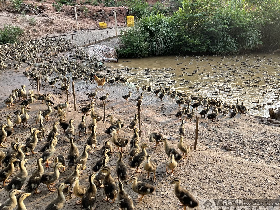 养殖基地里的鸭群.广西新闻网通讯员 罗依慧 摄