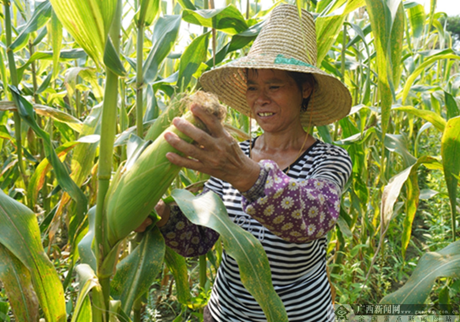 灵川县灵田镇会林村农民在采摘水果玉米.