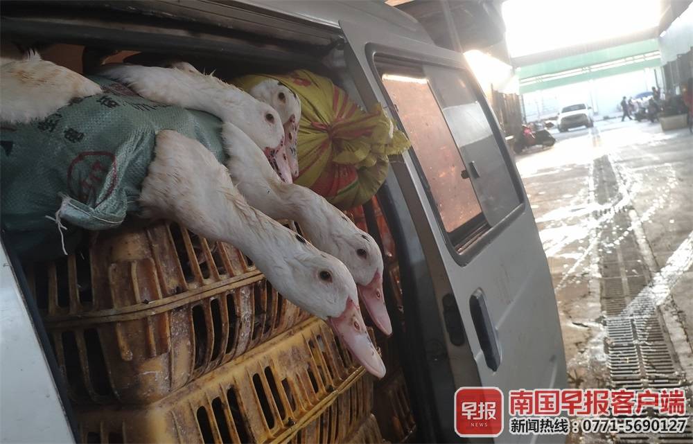 中元节南宁鸭子迎来销售高峰,青头鸭成为热卖品