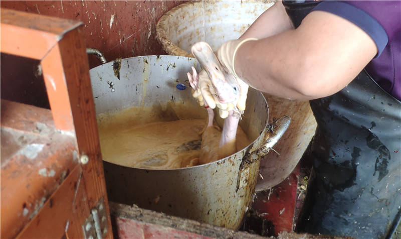 鸭子宰杀生意红火,南宁一摊主"过腊"拔毛引担忧!回应来了 (2)