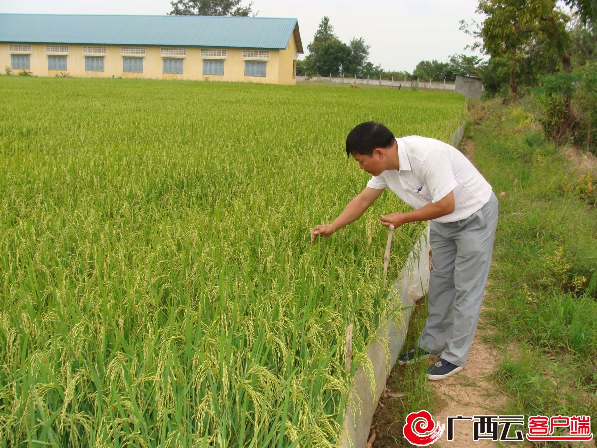 2014年6月,吕荣华在老挝试验田仔细检查水稻(广西农业科学院供图)