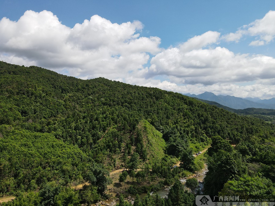防城区扶隆镇:八角飘香 绿了荒山 富了村民
