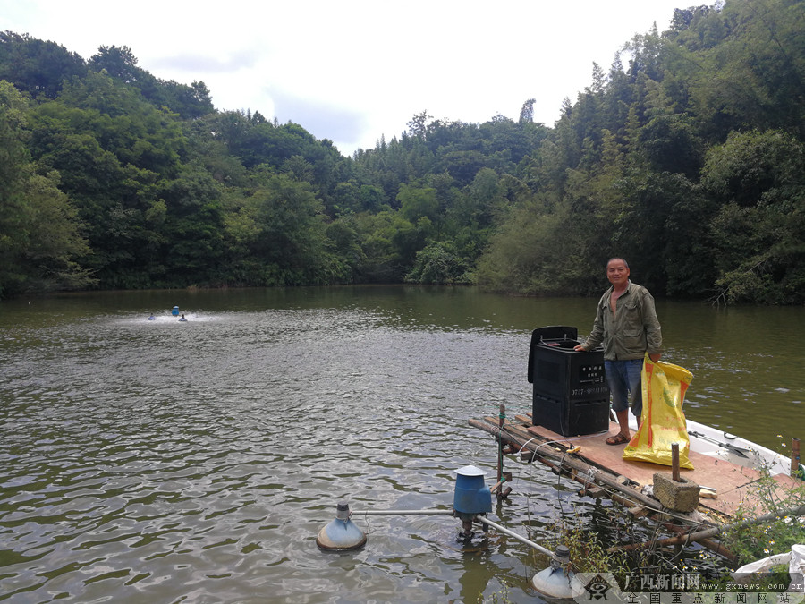 李道生在鱼塘边喂鱼.广西新闻网通讯员 樊亚明 摄