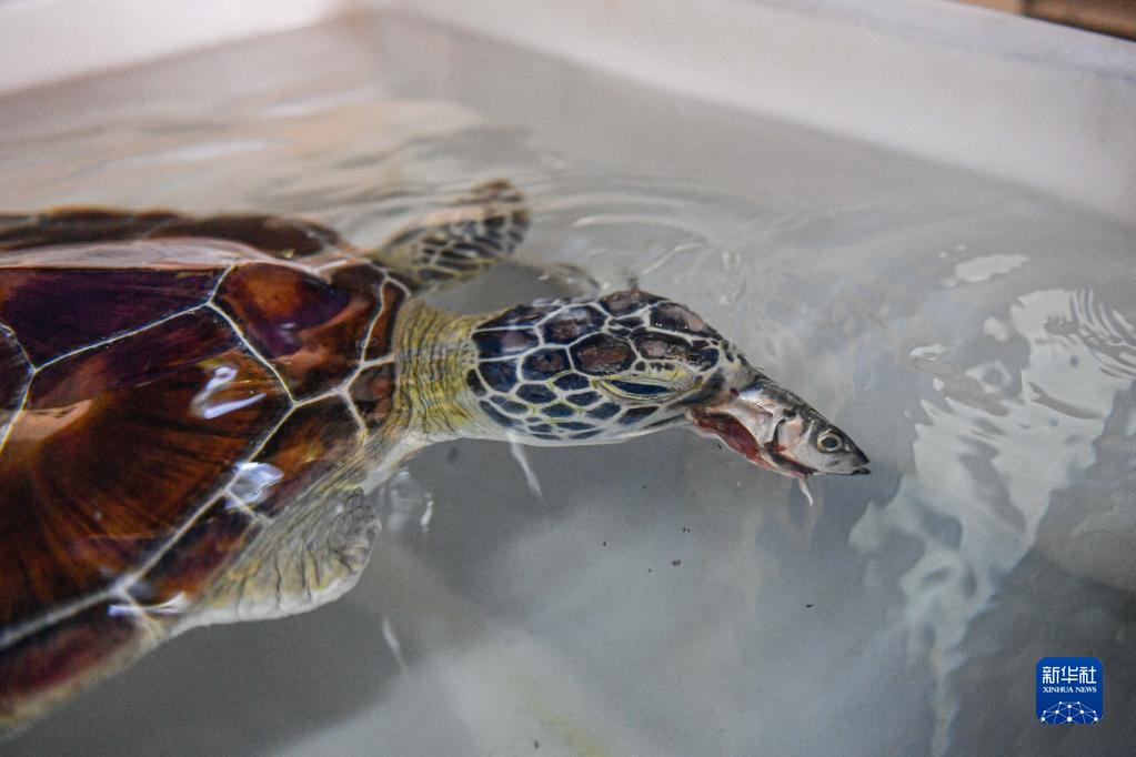 大学校园里的海龟守护者