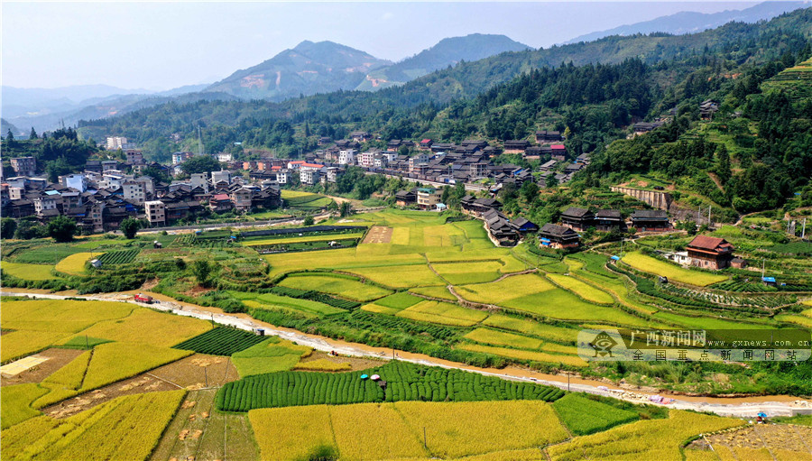 广西三江金秋侗乡稻飘香组图66