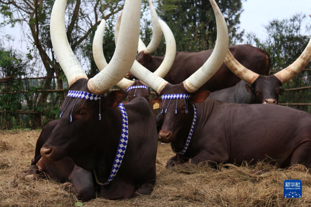 卢旺达长角"神牛" (5)